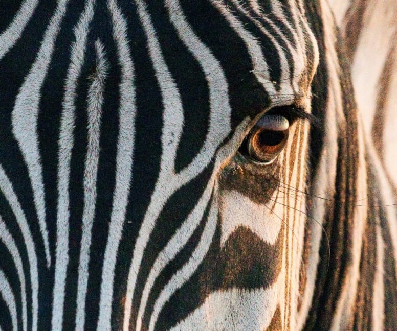 a close up of a zebra’s face